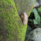 Cicada Exuvia