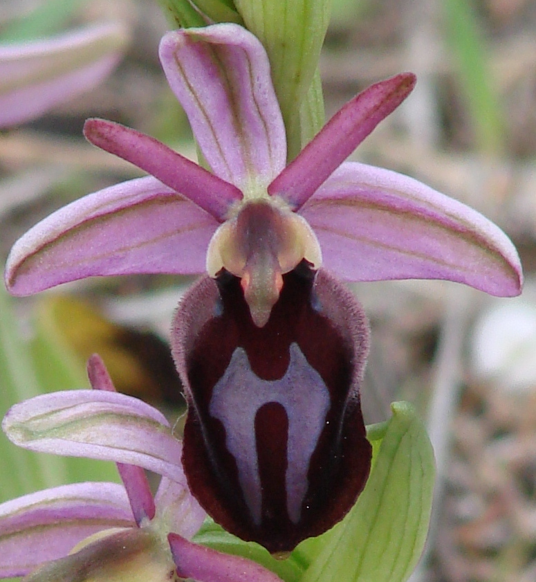 Horseshoe Bee-orchid