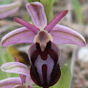 Horseshoe Bee-orchid