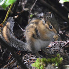 Townsend's chipmunk