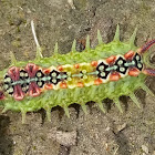 Four spotted cupmoth