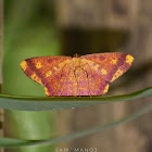 Geometer Moth