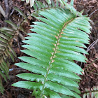 Western Sword Fern