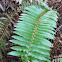 Western Sword Fern