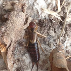 European Earwig