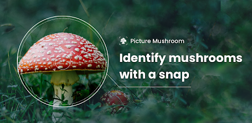 Picture Mushroom - Mushroom ID - Apps on Google Play