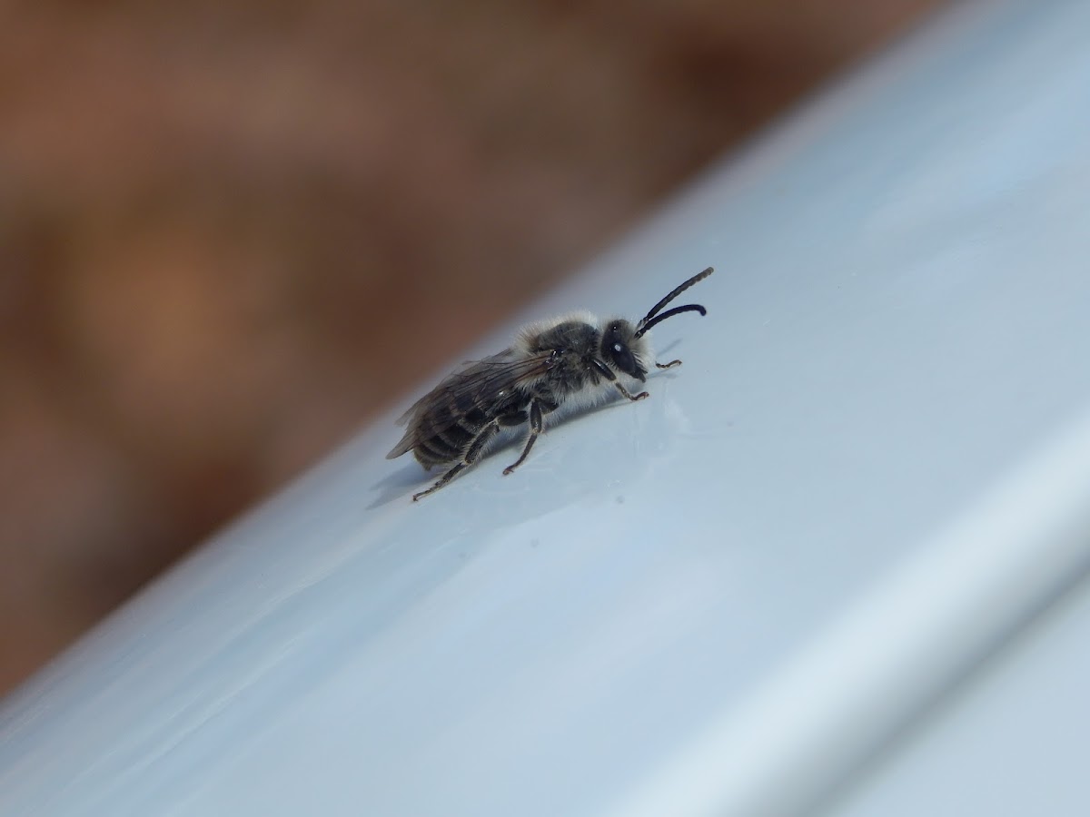 Unequal Cellophane Bee