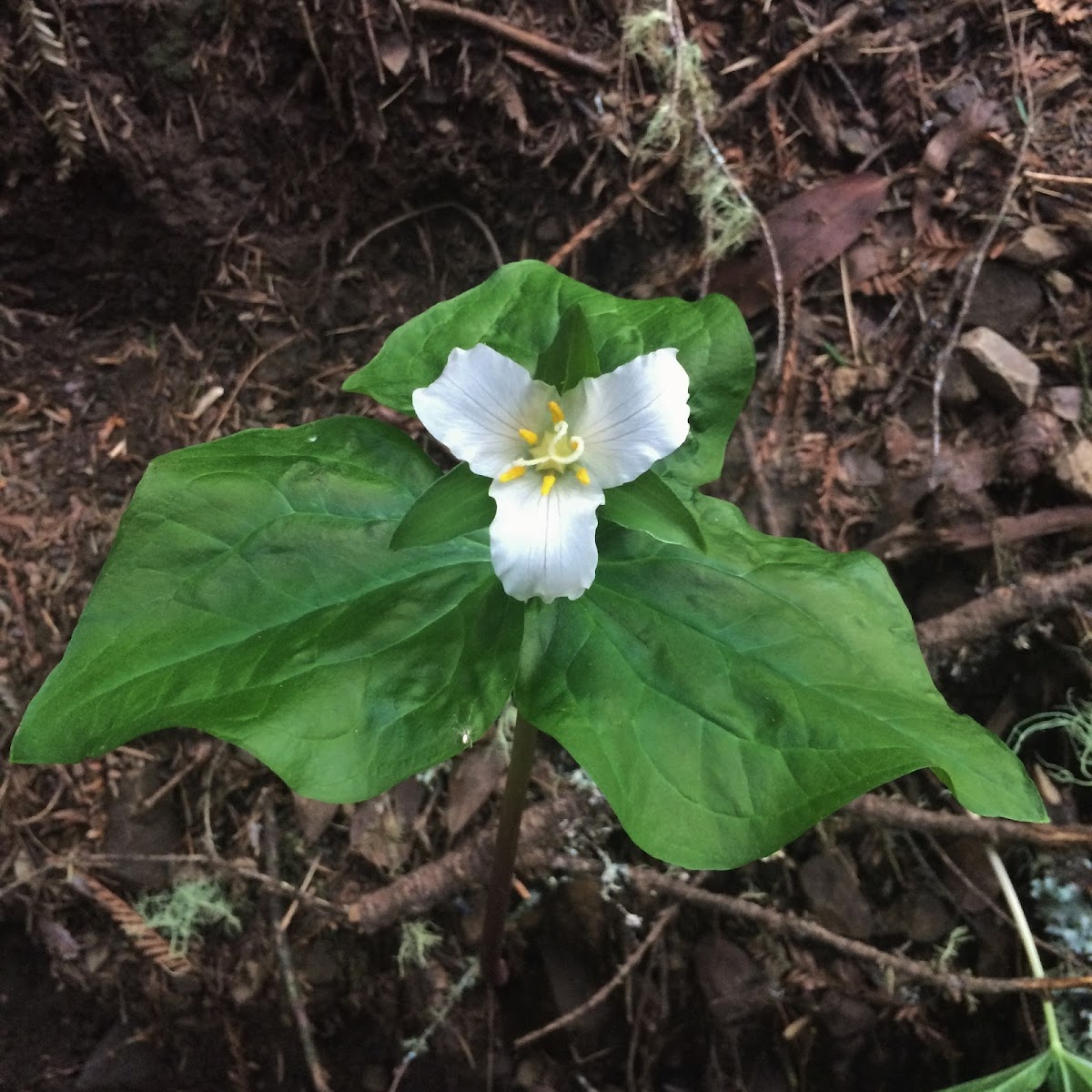 Pacific trillium