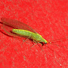 Green Lacewing