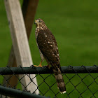 Cooper's Hawk