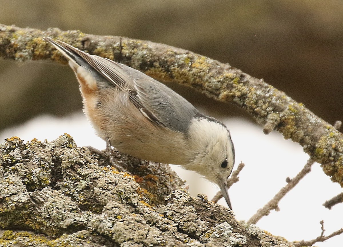 White-breasted Nuthatch