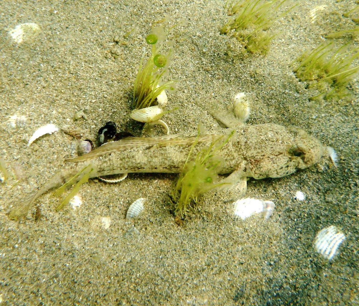 Giant goby. Cobio de roca