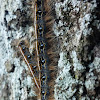 Eastern Tent Caterpillar