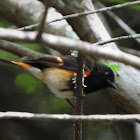 American redstart