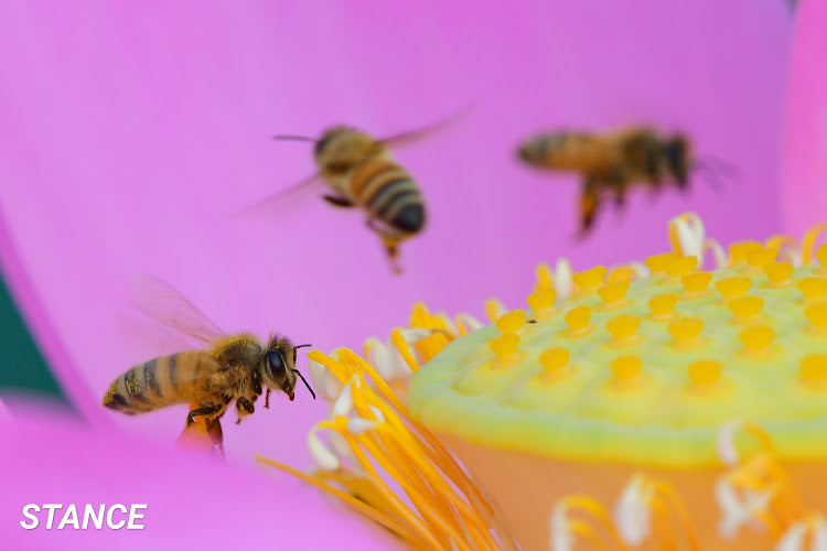 フィットのカメラの練習・NIKKOR 200‐500㎜ f5.6・望遠レンズの世界・のーかめらのーらいふ・70‐200㎜f2.8欲しいなぁ…に関するカスタム事例の投稿画像31枚目