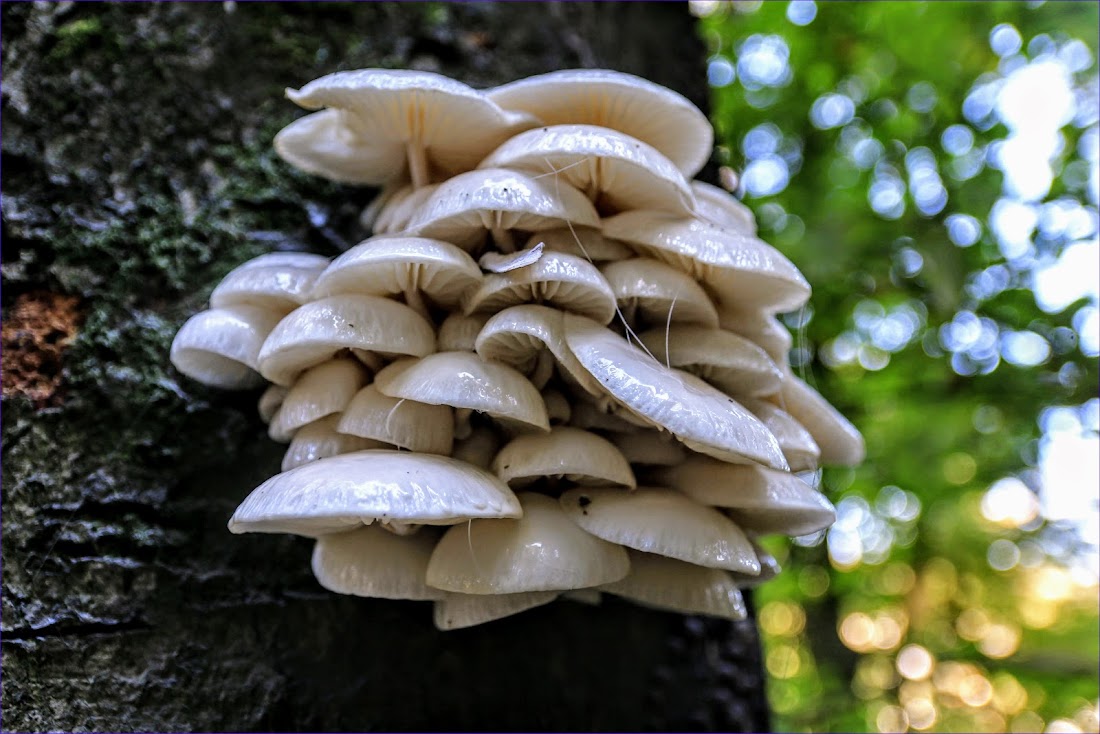 Достопримечательности Вестервальда (Westerwald): замки, церкви, природные виды