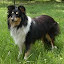 Shetland Sheepdog Themes & New Tab