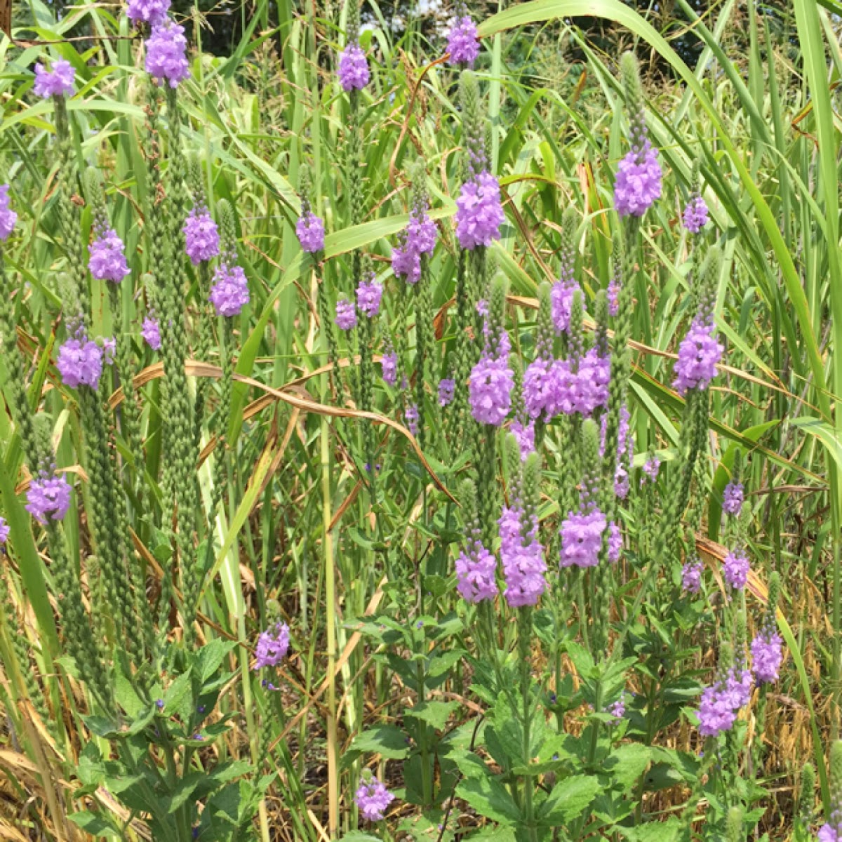 Woolly verbena