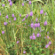 Woolly verbena