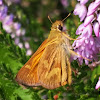 Woodland skipper