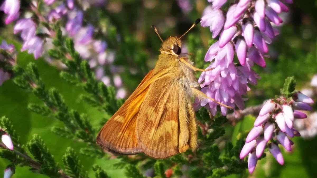 Woodland skipper