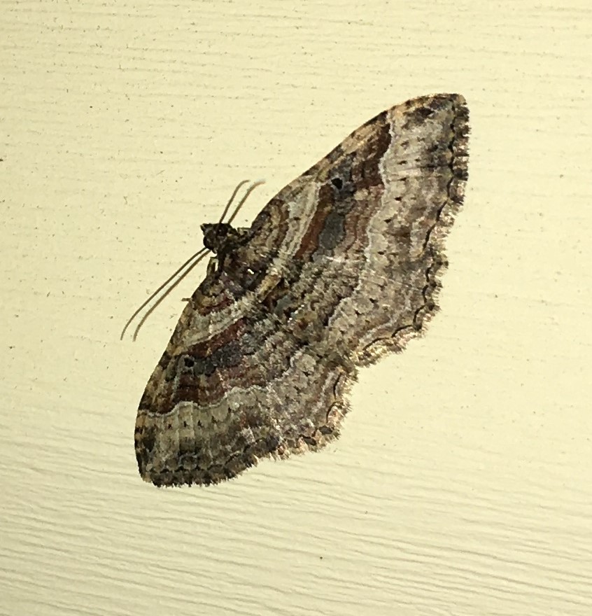 Bent-line Carpet Moth female