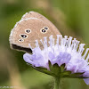 Ringlet