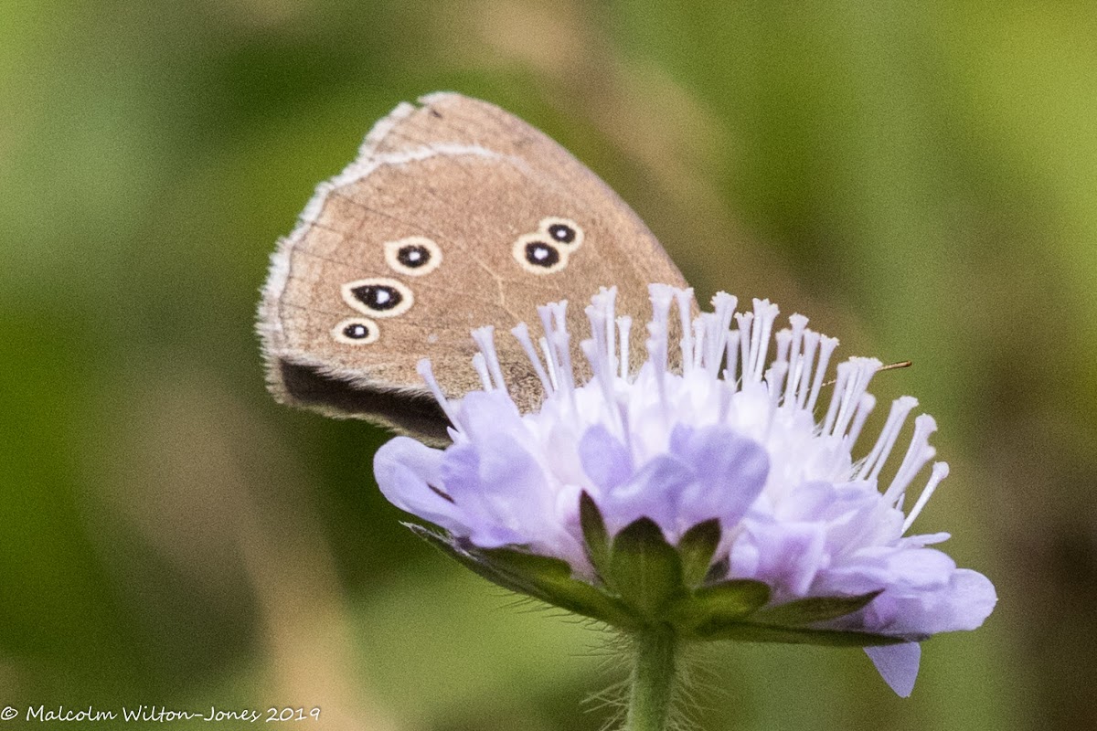 Ringlet