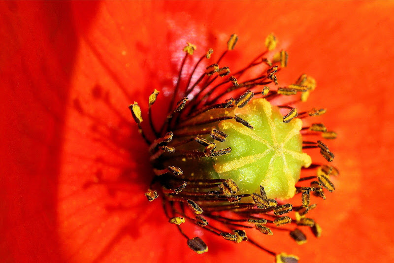 Nel cuore di un papavero. di Petruzzo