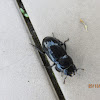 Stag Beetle