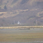 Arctic Tern