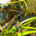 Water Strider and Yellow Jacket Fight