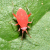 Plant Bug Nymph