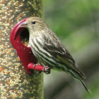 Pine Siskin