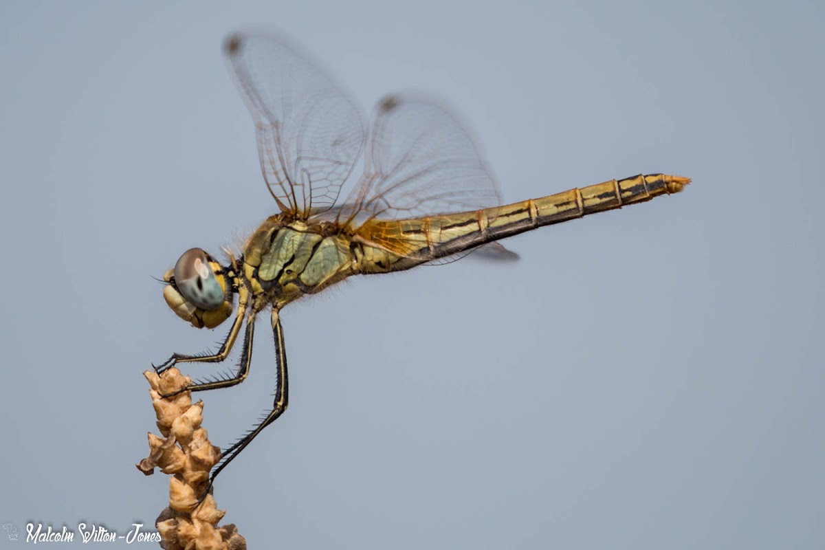 Red-veined Darter