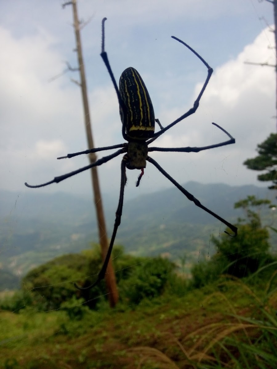 Golden orb Weaver