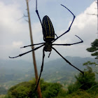 Golden orb Weaver