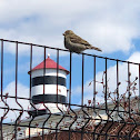 House Sparrow