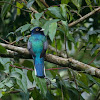 Surucua Trogon