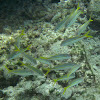 Yellow Goatfish