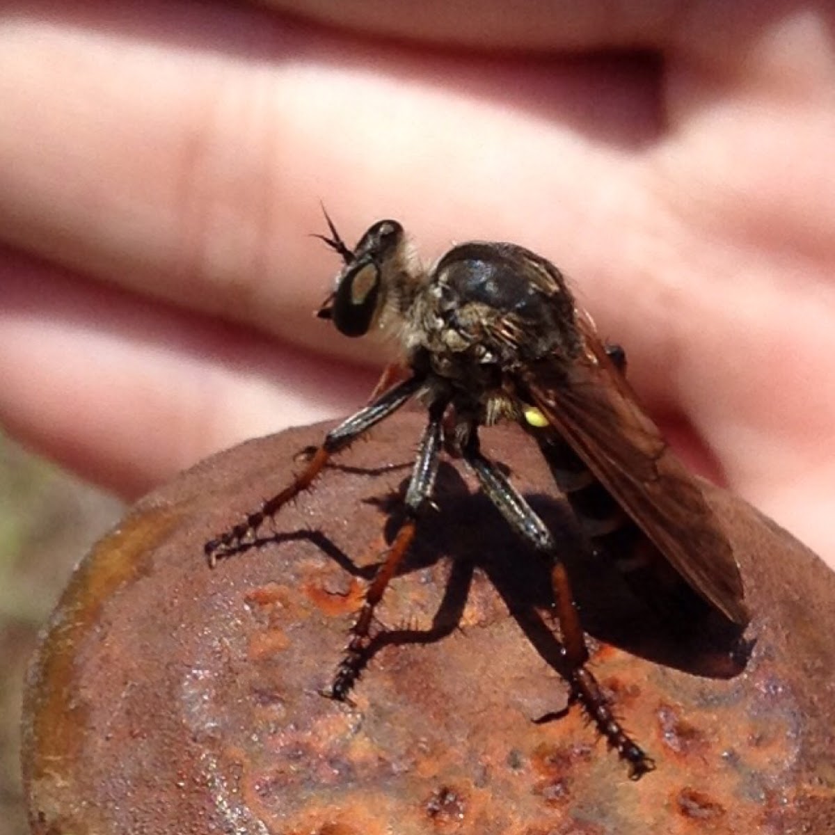 Robber fly