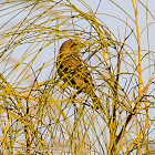 House Sparrow; Gorrión Común