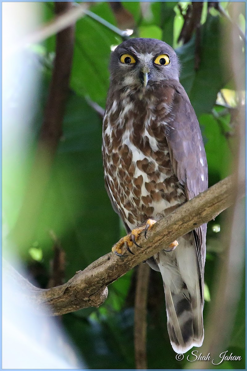 Brown Hawk-owl (Brown Boobook)