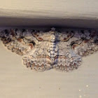 Brown Shaded Gray Moth