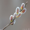 American pussy willow