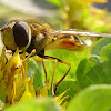 Lesser banded hoverfly