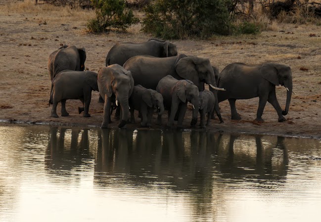 KRUGER DÍA 6: A OLIFANTS DESDE SATARA - SUDÁFRICA, DOS SEMANAS POR EL KRUGER Y LA COSTA SUR (17)