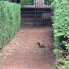 Eurasian Red Squirrel