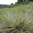 Datil Yucca