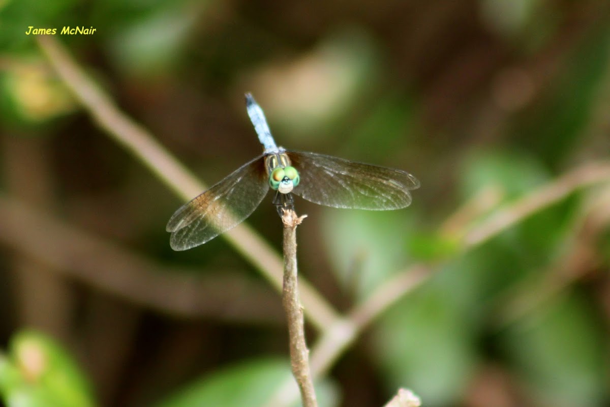 Blue Dasher Dragonfly